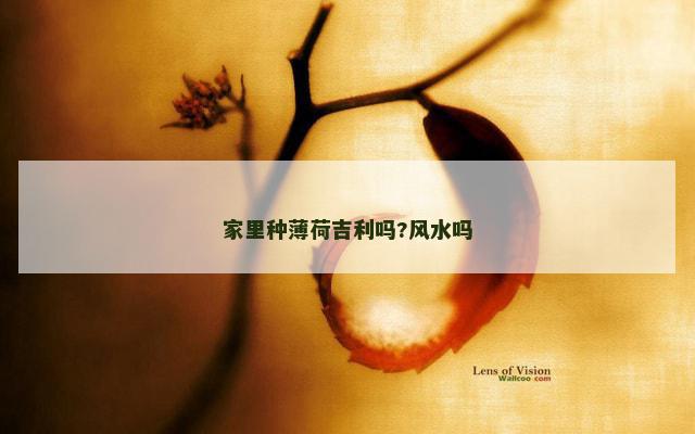 家里种薄荷吉利吗?风水吗