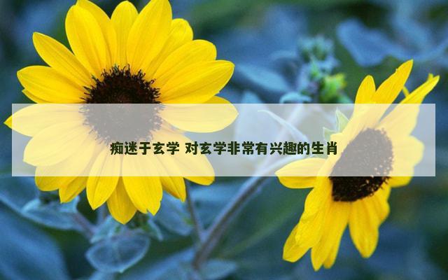 痴迷于玄学 对玄学非常有兴趣的生肖