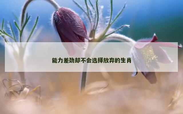 能力差劲却不会选择放弃的生肖