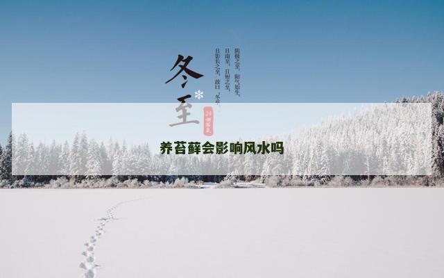 养苔藓会影响风水吗
