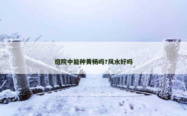 庭院中能种黄杨吗?风水好吗