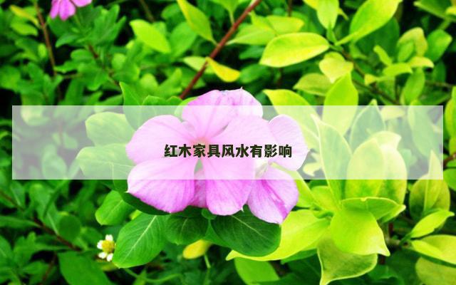 红木家具风水有影响
