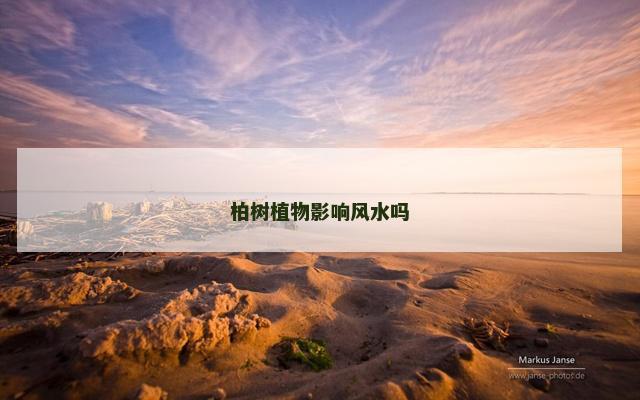 柏树植物影响风水吗