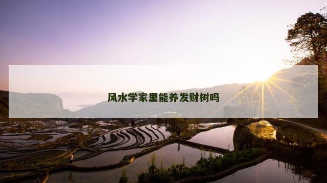 风水学家里能养发财树吗