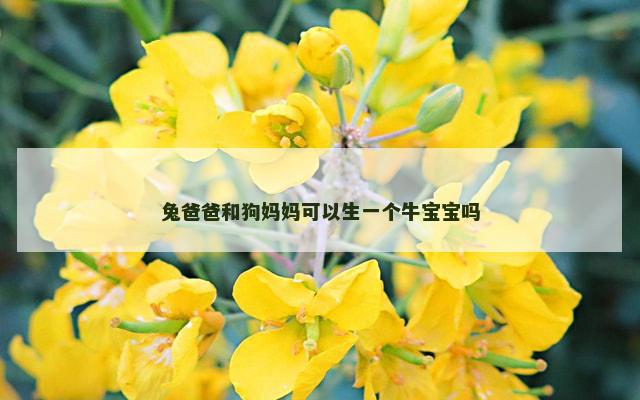兔爸爸和狗妈妈可以生一个牛宝宝吗