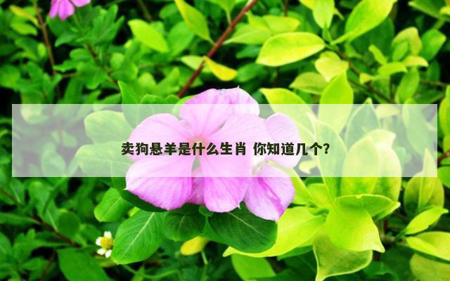 卖狗悬羊是什么生肖 你知道几个？