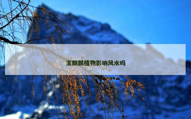 玉麒麟植物影响风水吗