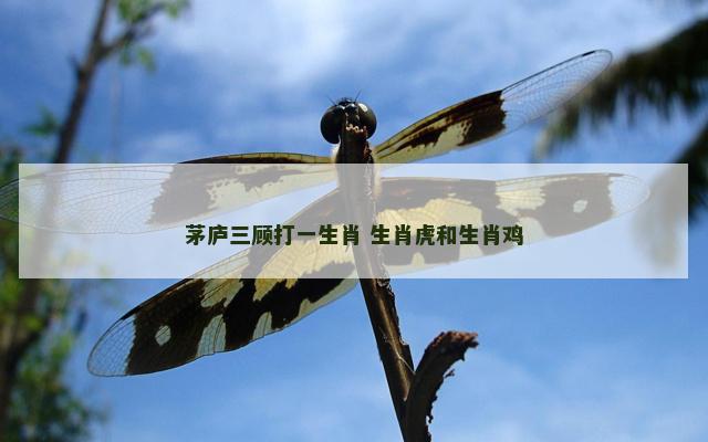 茅庐三顾打一生肖 生肖虎和生肖鸡