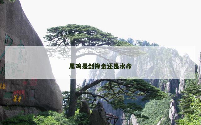属鸡是剑锋金还是水命