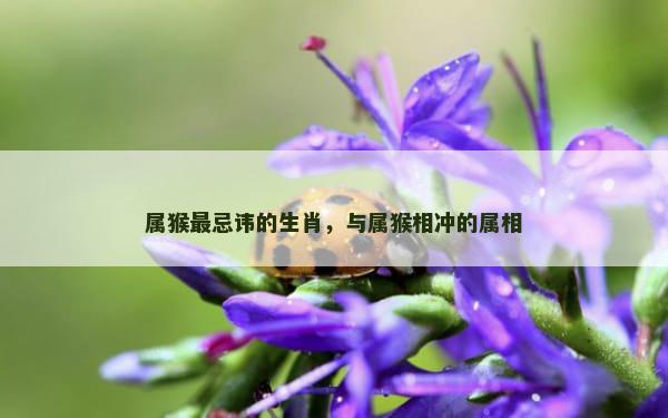 属猴最忌讳的生肖，与属猴相冲的属相