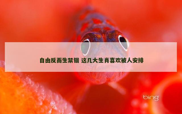 自由反而生禁锢 这几大生肖喜欢被人安排