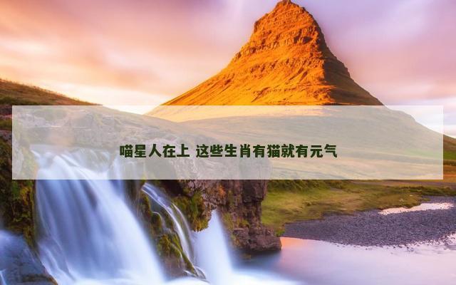 喵星人在上 这些生肖有猫就有元气