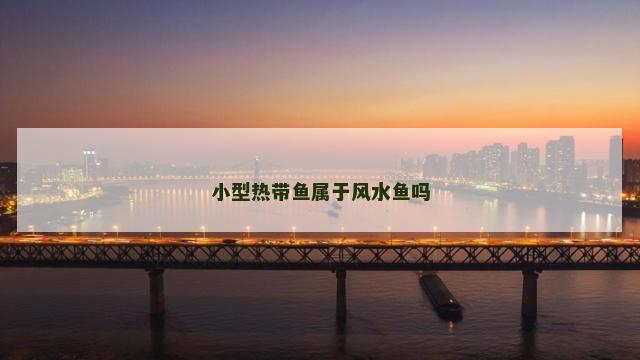 小型热带鱼属于风水鱼吗