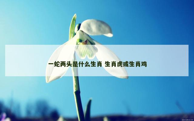 一蛇两头是什么生肖 生肖虎或生肖鸡