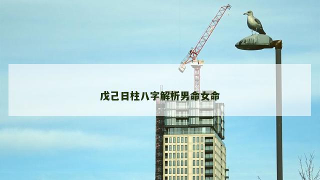 戊己日柱八字解析男命女命