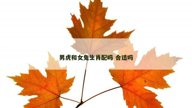 男虎和女兔生肖配吗 合适吗