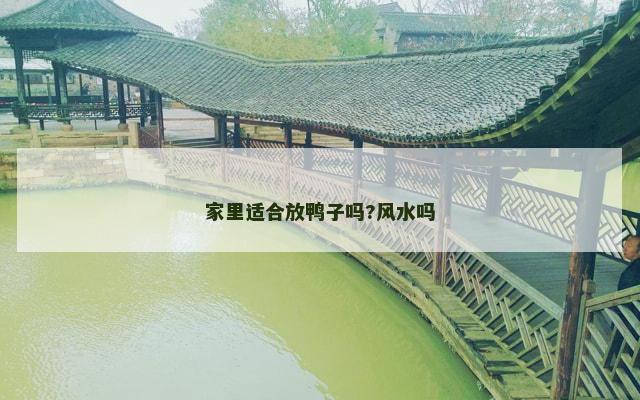 家里适合放鸭子吗?风水吗