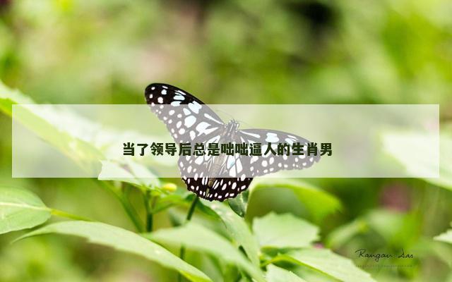 当了领导后总是咄咄逼人的生肖男