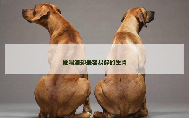 爱喝酒却最容易醉的生肖