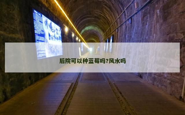 后院可以种蓝莓吗?风水吗