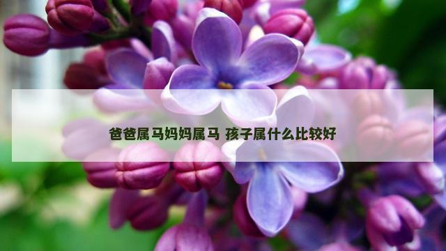 爸爸属马妈妈属马 孩子属什么比较好