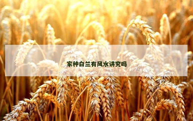 家种白兰有风水讲究吗