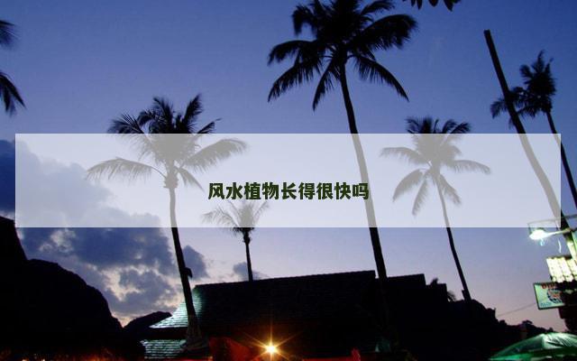 风水植物长得很快吗