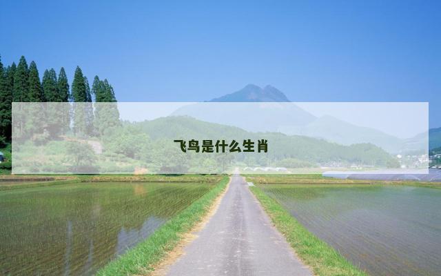飞鸟是什么生肖