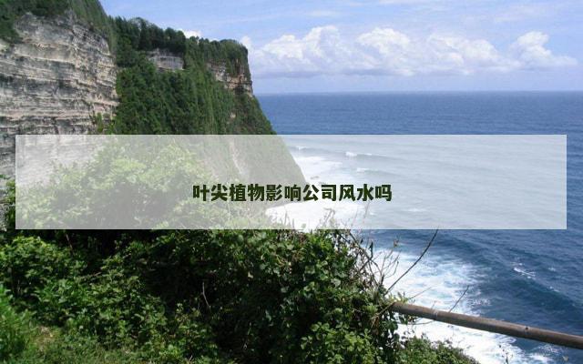 叶尖植物影响公司风水吗