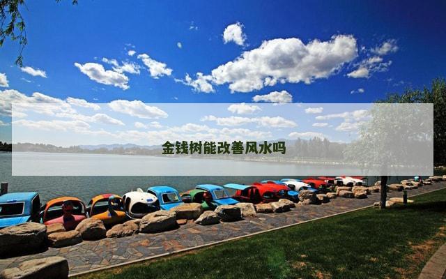 金钱树能改善风水吗