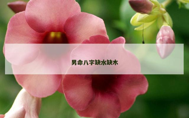 男命八字缺水缺木