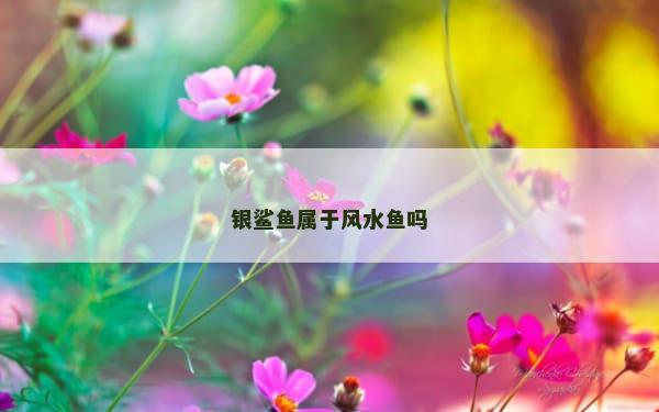 银鲨鱼属于风水鱼吗