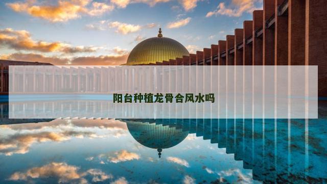 阳台种植龙骨合风水吗