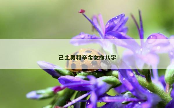 己土男和辛金女命八字