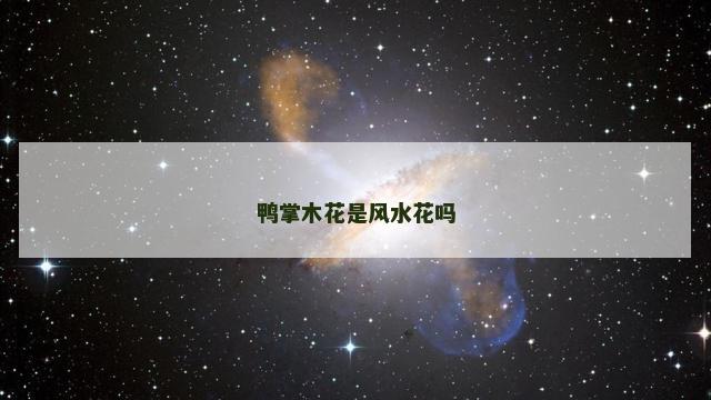 鸭掌木花是风水花吗