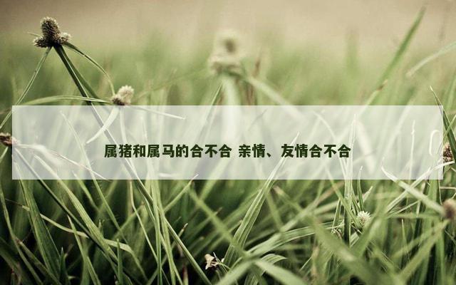 属猪和属马的合不合 亲情、友情合不合