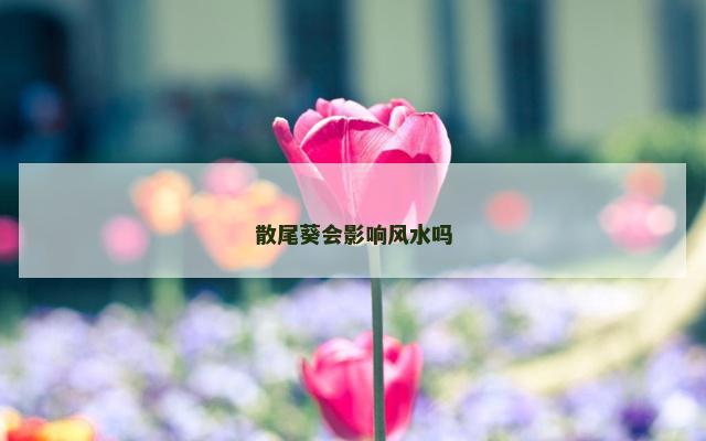 散尾葵会影响风水吗