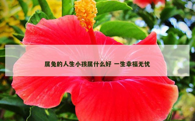 属兔的人生小孩属什么好 一生幸福无忧