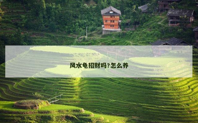 风水龟招财吗?怎么养