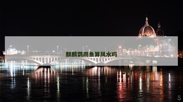 麒麟鹦鹉鱼算风水吗