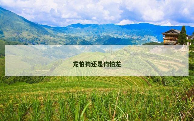 龙怕狗还是狗怕龙 龙怕狗还是狗怕龙