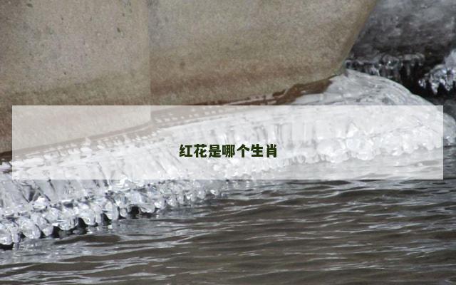 红花是哪个生肖
