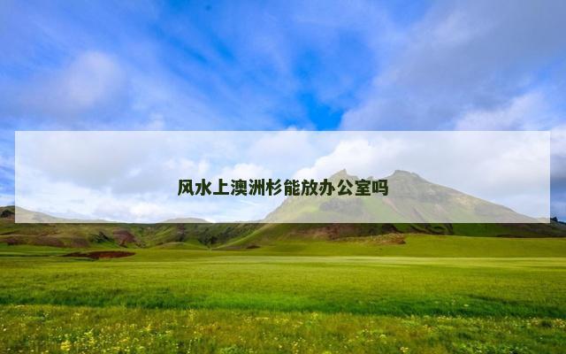 风水上澳洲杉能放办公室吗