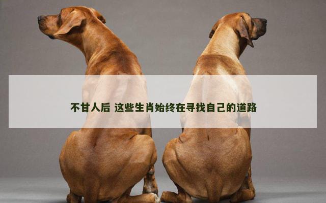 不甘人后 这些生肖始终在寻找自己的道路