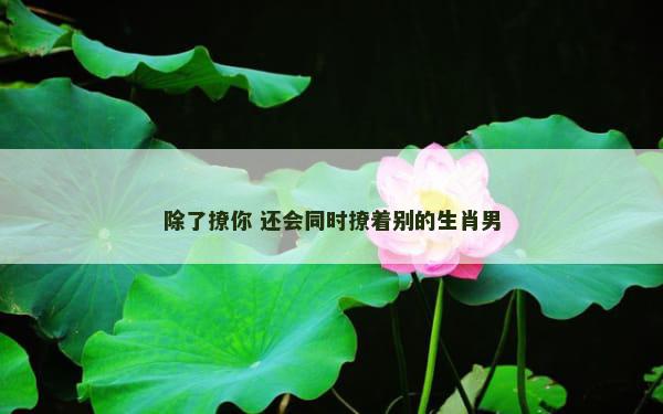 除了撩你 还会同时撩着别的生肖男 除了撩你 还会同时撩着别的生肖男
