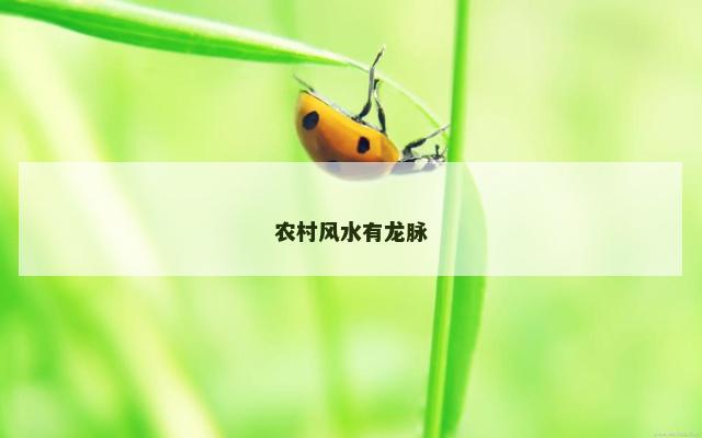 农村风水有龙脉 农村风水有龙脉
