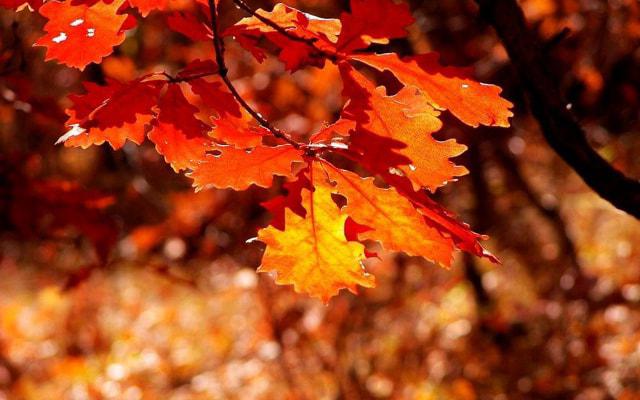 物以稀为贵打一生肖 生肖虎或生肖龙 物以稀为贵打一生肖 生肖虎或生肖龙