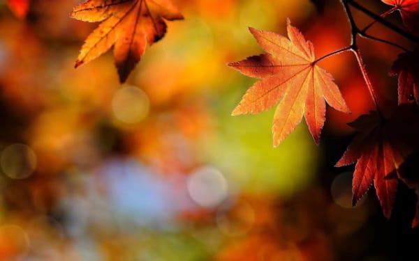 怎么通过男命八字看婚姻 怎么通过男命八字看婚姻