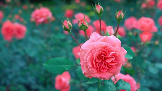 天干十神七杀是什么意思 天干十神七杀是什么意思