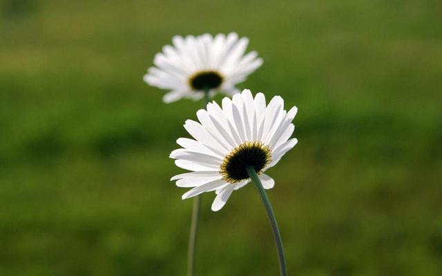 这些生肖两两配对合作能成大事 这些生肖两两配对合作能成大事